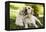 Labrador Adult with Puppy-null-Framed Premier Image Canvas