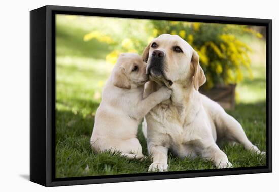 Labrador Adult with Puppy-null-Framed Premier Image Canvas