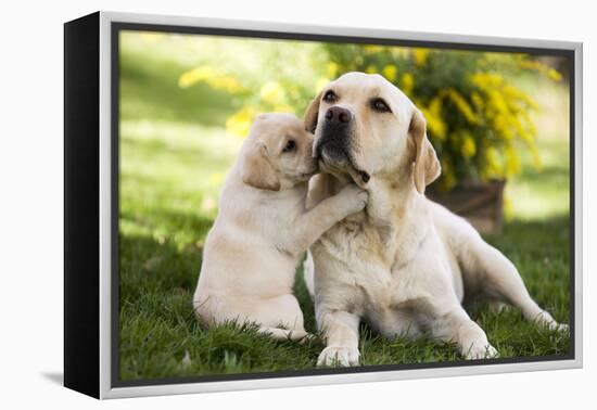 Labrador Adult with Puppy-null-Framed Premier Image Canvas