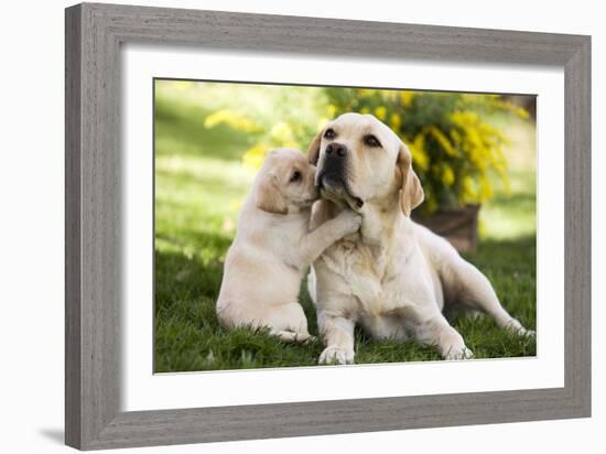 Labrador Adult with Puppy-null-Framed Photographic Print