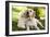 Labrador Adult with Puppy-null-Framed Photographic Print