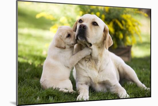 Labrador Adult with Puppy-null-Mounted Photographic Print