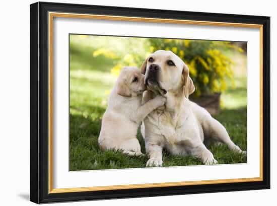 Labrador Adult with Puppy-null-Framed Photographic Print