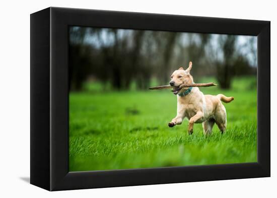 Labrador Carrying Stick, United Kingdom, Europe-John Alexander-Framed Premier Image Canvas