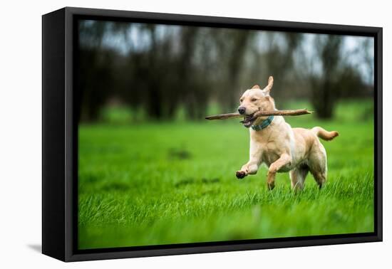 Labrador Carrying Stick, United Kingdom, Europe-John Alexander-Framed Premier Image Canvas