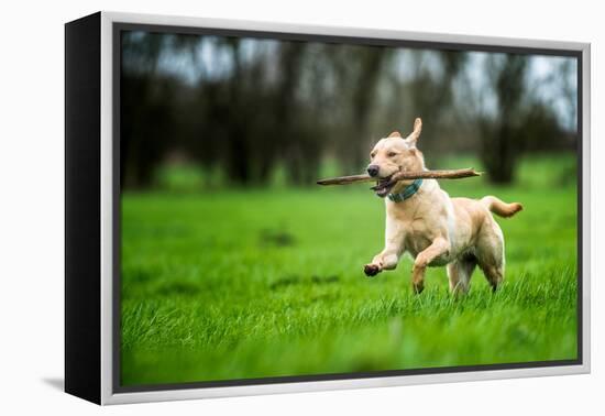 Labrador Carrying Stick, United Kingdom, Europe-John Alexander-Framed Premier Image Canvas