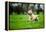 Labrador Carrying Stick, United Kingdom, Europe-John Alexander-Framed Premier Image Canvas
