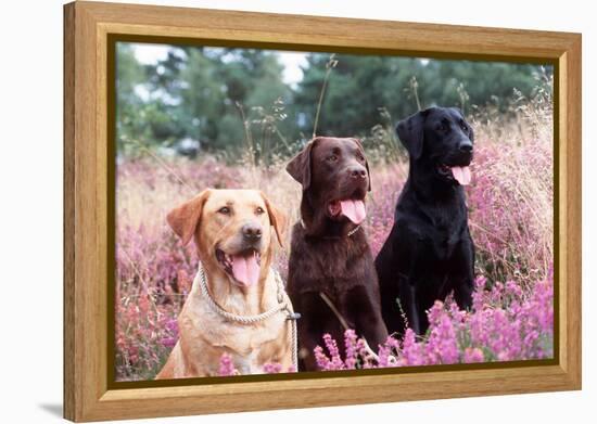 Labrador Dogs Yellow, Chocolate and Black Labradors-null-Framed Premier Image Canvas