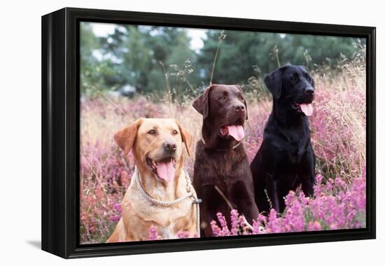 Labrador Dogs Yellow, Chocolate and Black Labradors-null-Framed Premier Image Canvas