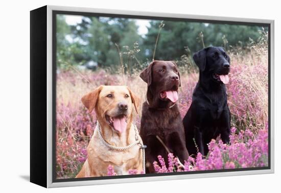 Labrador Dogs Yellow, Chocolate and Black Labradors-null-Framed Premier Image Canvas