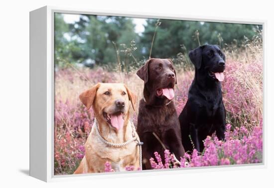 Labrador Dogs Yellow, Chocolate and Black Labradors-null-Framed Premier Image Canvas