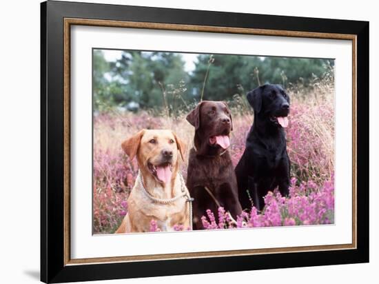 Labrador Dogs Yellow, Chocolate and Black Labradors-null-Framed Photographic Print