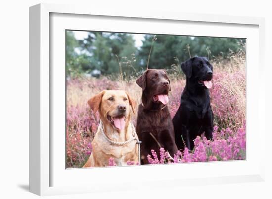 Labrador Dogs Yellow, Chocolate and Black Labradors-null-Framed Photographic Print