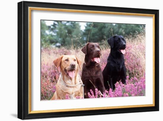 Labrador Dogs Yellow, Chocolate and Black Labradors-null-Framed Photographic Print