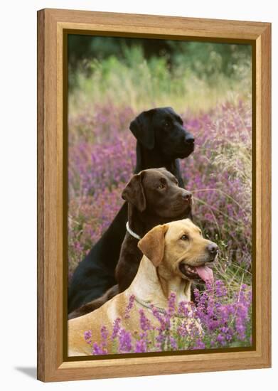 Labrador Dogs, Yellow Chocolate and Black-null-Framed Premier Image Canvas