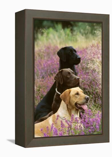Labrador Dogs, Yellow Chocolate and Black-null-Framed Premier Image Canvas