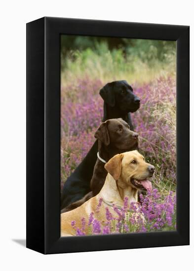 Labrador Dogs, Yellow Chocolate and Black-null-Framed Premier Image Canvas