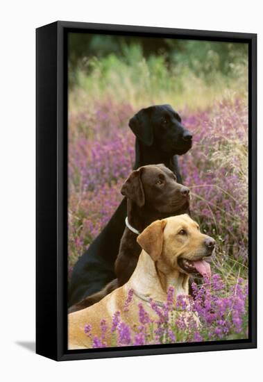 Labrador Dogs, Yellow Chocolate and Black-null-Framed Premier Image Canvas