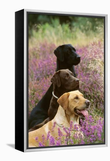 Labrador Dogs, Yellow Chocolate and Black-null-Framed Premier Image Canvas