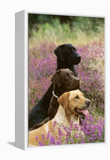 Labrador Dogs, Yellow Chocolate and Black-null-Framed Premier Image Canvas