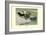 Labrador Duck-Louis Agassiz Fuertes-Framed Art Print