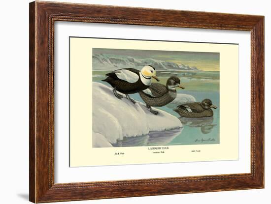 Labrador Duck-Louis Agassiz Fuertes-Framed Art Print