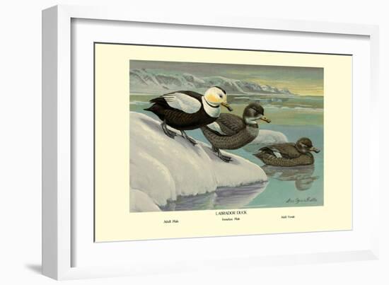 Labrador Duck-Louis Agassiz Fuertes-Framed Art Print