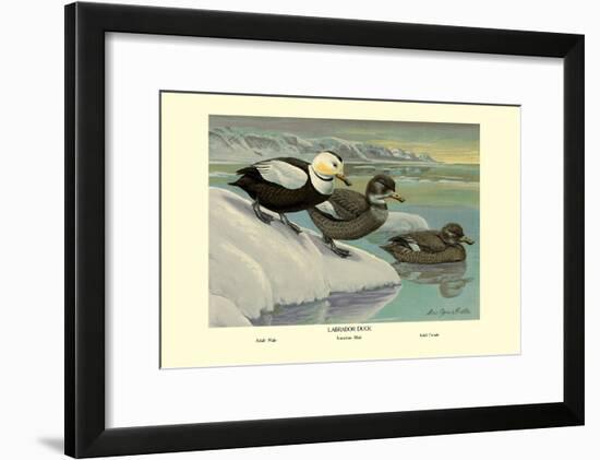 Labrador Duck-Louis Agassiz Fuertes-Framed Art Print