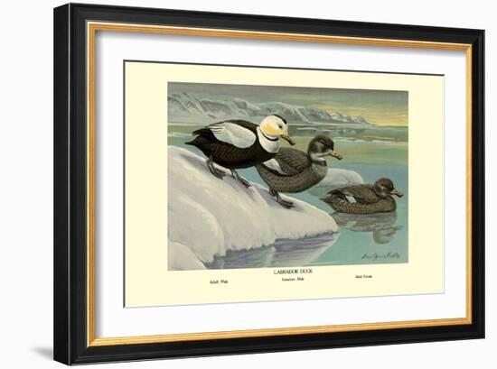 Labrador Duck-Louis Agassiz Fuertes-Framed Art Print