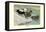 Labrador Duck-Louis Agassiz Fuertes-Framed Stretched Canvas