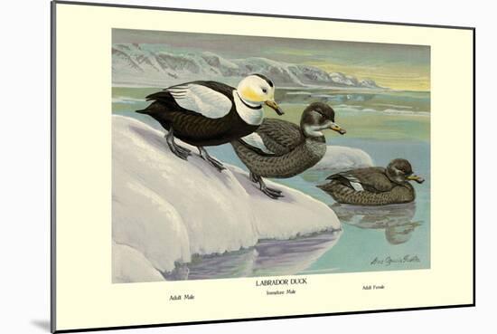 Labrador Duck-Louis Agassiz Fuertes-Mounted Art Print