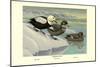 Labrador Duck-Louis Agassiz Fuertes-Mounted Art Print