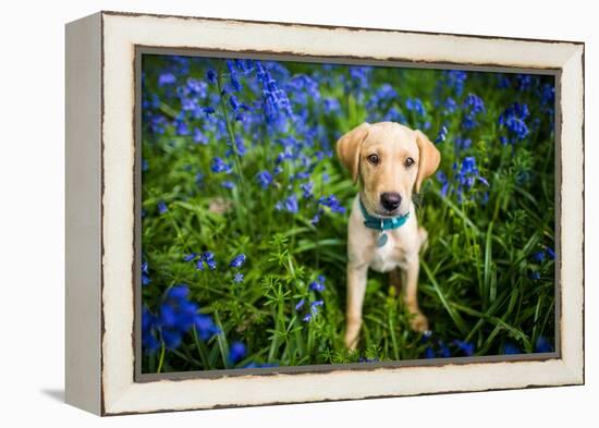 Labrador in Bluebells, Oxfordshire, England, United Kingdom, Europe-John Alexander-Framed Premier Image Canvas