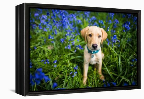 Labrador in Bluebells, Oxfordshire, England, United Kingdom, Europe-John Alexander-Framed Premier Image Canvas