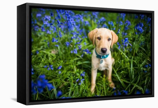 Labrador in Bluebells, Oxfordshire, England, United Kingdom, Europe-John Alexander-Framed Premier Image Canvas