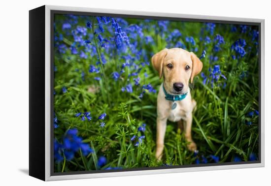 Labrador in Bluebells, Oxfordshire, England, United Kingdom, Europe-John Alexander-Framed Premier Image Canvas