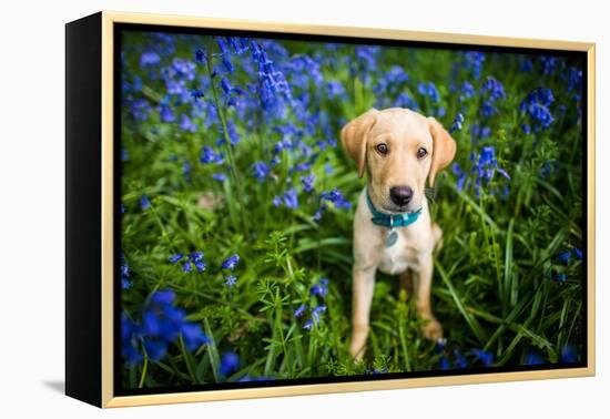 Labrador in Bluebells, Oxfordshire, England, United Kingdom, Europe-John Alexander-Framed Premier Image Canvas