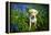 Labrador in Bluebells, Oxfordshire, England, United Kingdom, Europe-John Alexander-Framed Premier Image Canvas