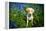 Labrador in Bluebells, Oxfordshire, England, United Kingdom, Europe-John Alexander-Framed Premier Image Canvas