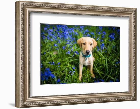 Labrador in Bluebells, Oxfordshire, England, United Kingdom, Europe-John Alexander-Framed Photographic Print