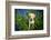 Labrador in Bluebells, Oxfordshire, England, United Kingdom, Europe-John Alexander-Framed Photographic Print