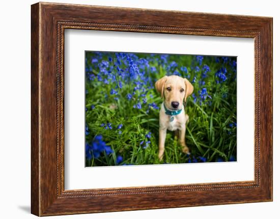 Labrador in Bluebells, Oxfordshire, England, United Kingdom, Europe-John Alexander-Framed Photographic Print