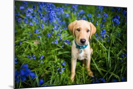 Labrador in Bluebells, Oxfordshire, England, United Kingdom, Europe-John Alexander-Mounted Photographic Print