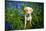 Labrador in Bluebells, Oxfordshire, England, United Kingdom, Europe-John Alexander-Mounted Photographic Print