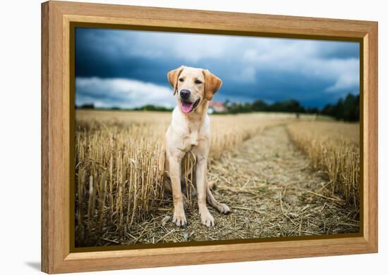 Labrador in Field, Oxfordshire, England, United Kingdom, Europe-John Alexander-Framed Premier Image Canvas