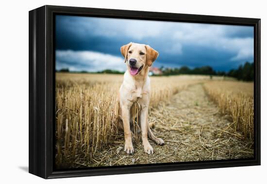 Labrador in Field, Oxfordshire, England, United Kingdom, Europe-John Alexander-Framed Premier Image Canvas