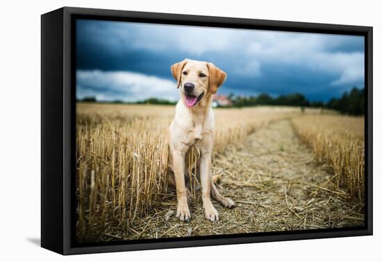 Labrador in Field, Oxfordshire, England, United Kingdom, Europe-John Alexander-Framed Premier Image Canvas