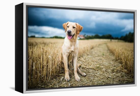 Labrador in Field, Oxfordshire, England, United Kingdom, Europe-John Alexander-Framed Premier Image Canvas