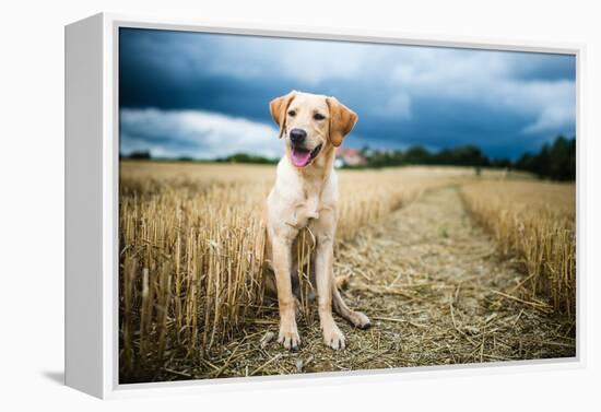 Labrador in Field, Oxfordshire, England, United Kingdom, Europe-John Alexander-Framed Premier Image Canvas