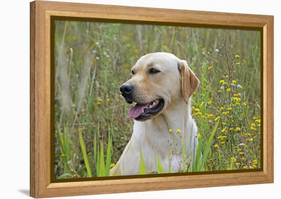 Labrador in Field-null-Framed Premier Image Canvas